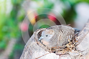 Zebra Dove (Geopelia striata) in Nest on tree photo