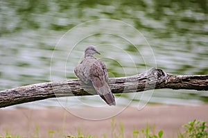 Zebra Dove (Geopelia striata) perching on a branch. photo