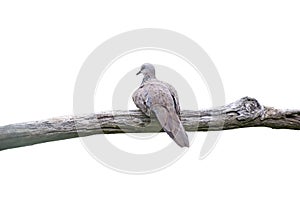 Zebra Dove (Geopelia striata) perching on a branch,Clipping Path. photo