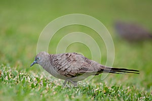 Zebra Dove Geopelia striata photo