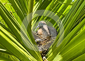 Zebra dove, Geopelia striata, sitting on a nest amongst palm leaves, GRSE, Mauritius