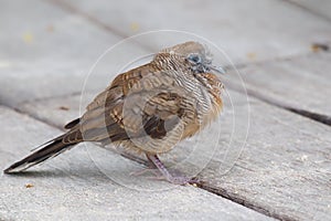 Zebra Dove Geopelia striata photo