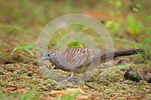 Zebra Dove Geopelia striata photo