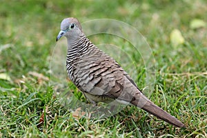 Zebra Dove in a Grassy Field