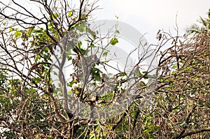 Zebra dove harmonize with the dried tree