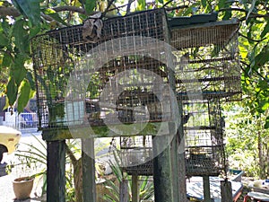 Zebra dove in the iron cage.