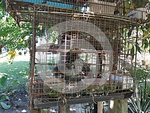 Zebra dove in the iron cage.