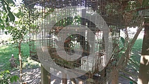 Zebra dove in the iron caged.