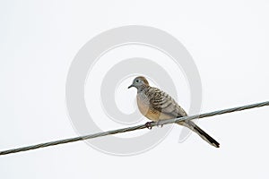 Zebra Dove, known as barred ground dovo bird perching on power l