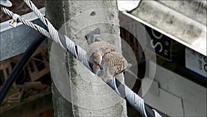 Zebra Dove passionately Preening his Lover's Head and Neck on a Relaxing Afternoon