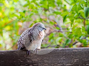 The zebra dove on a piece of wood in the garden.