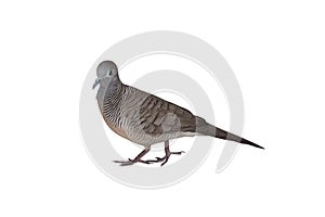 Zebra Dove was standing isolated on white background