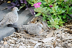 Zebra doves Geopelia striata photo