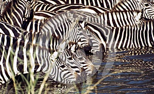 Zebra drinking photo