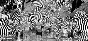 Zebra drinking black and white
