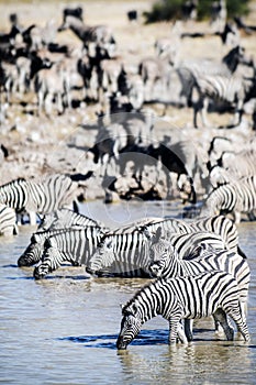 Zebra drinking