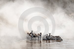 Zebra Drinking in the Mara