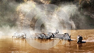 Zebra drinking in the Mara River During Migration
