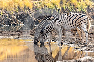 Zebra drinking in Mashatu Game Reserve