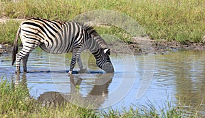 Zebra drinking in river
