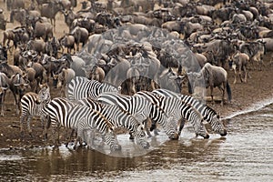 Zebra drinking water along the Mara river photo
