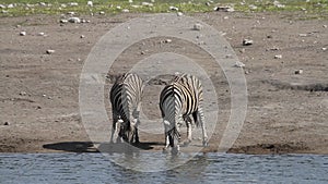 Zebra drinking at a water hole