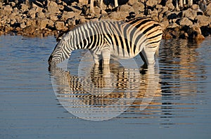 Zebra drinking water, Okaukeujo waterhole