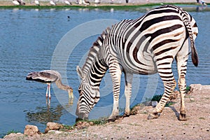 Zebra drinking water
