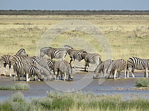 Zebra Drinking at Waterhole, Etosha, Namibia