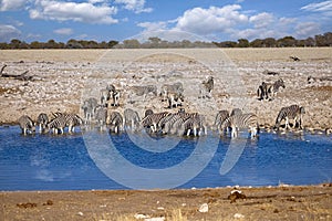 Zebra drinking at a waterhole in Etosha with water reflection