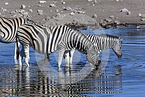 Zebra drinking at a waterhole - Namibia