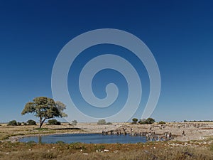 Zebra drinking from wtaerhole at Okaukuejo camp