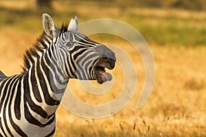 Zebra in the dry grass in Amboseli