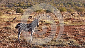 Zebra duo