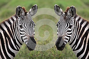 Zebra duo photo