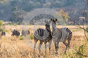 Zebra duo photo