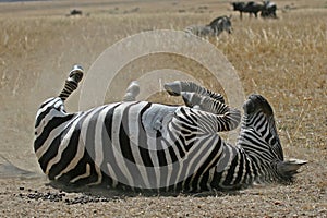 Zebra in Dust