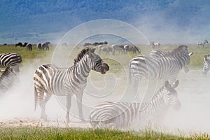 Zebra dust bath