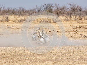 Zebra Dust Bath