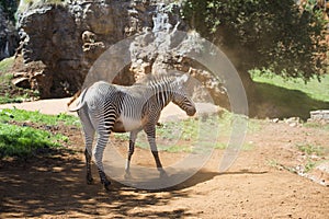 Zebra in dusty ground