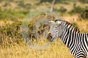 Zebra with ears down and a funny mimicry in the parkland of Nair