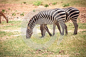 Zebra from East Africa. Zebra in the wild, taken on a safari in Kenya