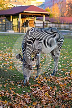 Zebra eating autumn fallen leaves in a city park.