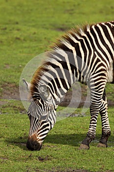 Zebra eating grass