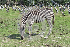 Zebra eating grass