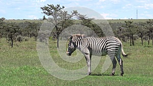 Zebra eating grass