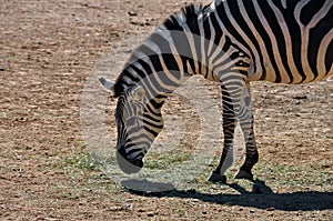 Zebra eating grass