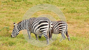 Zebra eating grass, Amboseli park, Kenya