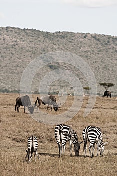 Zebra eating grass in the dry Maasai Mara, Kenya