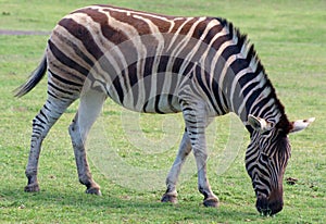 Zebra Eating Grass in Field